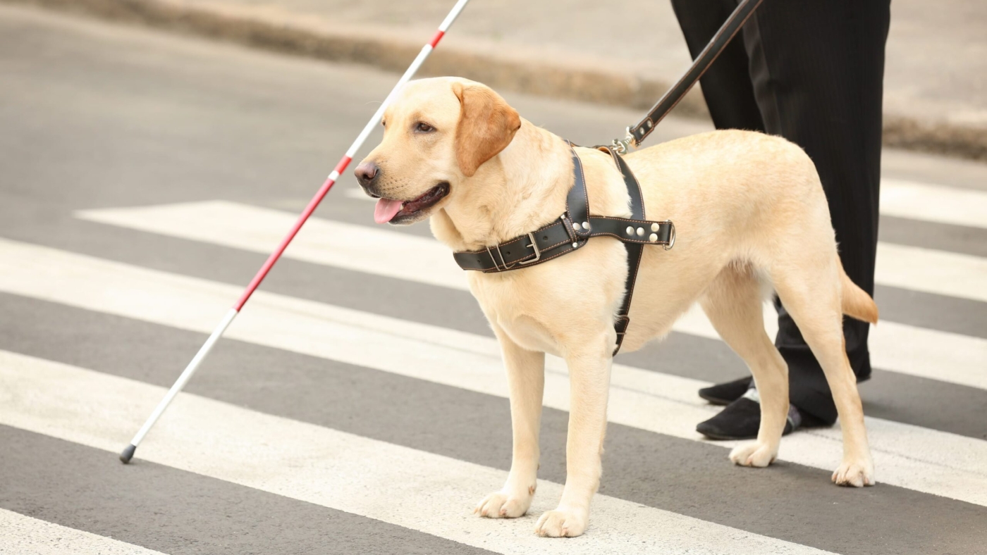 Cao-Guia-3-1-scaled-1